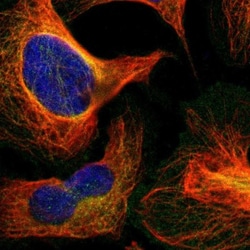 RELL1 Antibody, Novus Biologicals 0.1mL; Unlabeled:Antibodies, Polyclonal
